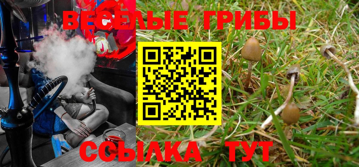 Галлюциногенные грибы Psilocybine cubensis Карабулак